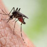 Sivrisinekler Tam Olarak Bu Kokuya Geliyor