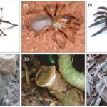 trapdoor-spiders-and-their-trapdoors[1]