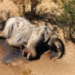 Botsvana’da Yüzlerce Filin Ölümüne Yol Açan Gizemli Sebep Nihayet Görüş Açışına Girdi