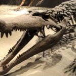 Muz Boyutunda Dişleri Olan ‘Dehşet Timsahı’, Dinozor Avlamış Olabilir