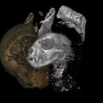 X-Işınıyla Yapılan Yeni Taramalar, Antik Mısır’daki Hayvan Mumyalarının İçindekileri Gösteriyor