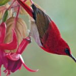 Tropikal Ötücü Kuşlar, Kıtlık Sırasında Olağanüstü Bir Yöntemle Hayatta Kalıyor: Üremeyi Bırakıyorlar