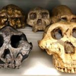 Antik Otçullar ve Homininlerde Beslenme Değişimlerini Ortaya Çıkaran Diş fosilleri