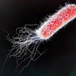 Bakterilerin Bağışıklık Sisteminden Kaçarken Kullandığı Yeni Hile