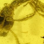 Kehribara Gömülü Antik ‘Cehennem Karıncası’, Avını 99 Milyon Yıldır Hırpalıyor