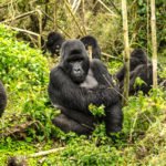Gorillerin ve İnsanların Arkadaşlıkları Arasında Çarpıcı Bir Benzerlik Var