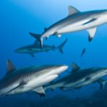 Köpek Balıkları da Diğer Köpek Balıklarıyla Arkadaşlık Yapıyor Olabilir