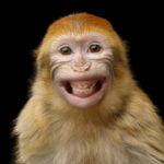 Primatların Gırtlakları, Şaşırtıcı Bir Hızla Evrimleşmiş