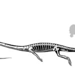 tanystropheus_size[1]