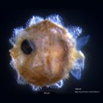 Böcek Boyutundaki Sevimli Güneş Balığı Yavruları, Büyüyünce Dev Birer ‘Yüzen Kafa’ Oluyor