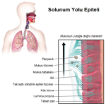 768px-Blausen_0766_RespiratoryEpithelium