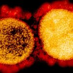 Mutasyon Geçiren Baskın Koronavirüs Soyu Daha mı Bulaşıcı? Uzmanlar Hemfikir Değil