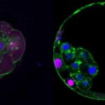 Plasenta, Embriyonun Başlangıcından Önce Gelişiyor