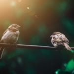Kuşlar, Diğer Kuşlara Bakarak Daha Cesur Olmayı Öğrenebiliyor