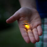 Ateş Böcekleri Eşgüdümlü Şekilde Yanıp Sönmeyi Seviyor. Sebebiyse Nihayet Bulunmuş Olabilir