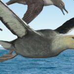 50 Milyon Yıllık Ayak Fosili, Şimdiye Dek Uçan En Büyük Kuşa Ait Olabilir
