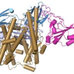 Koronavirüse Karşı Kuvvetli Olan Bir Antikorun Yapı Haritası Çıkarıldı