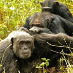 Şempanzeler de Yaşlanınca İnsanlar Gibi Zor Arkadaş Beğeniyor