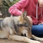 Yetişkin Kurtlar, İnsanlara Tıpkı Köpekler Gibi Bağlanıyor