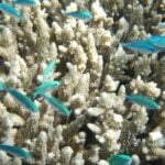 1995’ten Beri Büyük Set Resifi Mercanlarının Yüzde 50’den Fazlası Kayboldu