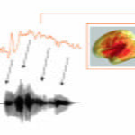 İnsan Beyni, Konuşmaları Diğer Seslere Göre Daha Hızlı Takip Ediyor