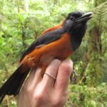 1280px-Hooded_Pitohui_1