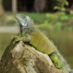 1280px-Iguana_iguana_Portoviejo_04