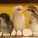 Evcil ve Vahşi Tavuklar Arasında Epigenetikle İlişkili Genetik Farklılıklar