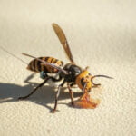 Amerikalı Araştırmacılar, Dev ‘Katil’ Eşek Arılarının İlk Yuvasını Bulup Ortadan Kaldırdı