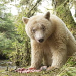 A-Kermode-bear-in-BCs-Great-Bear-Rainforest-Daisy-Gilardini-6