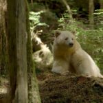 Ursus_americanus_kermodei,_Great_Bear_Rainforest_1 – Kopya