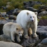 Ursus_americanus_kermodei,_Spirit_Bear_Lodge,_Klemtu,_BC_2