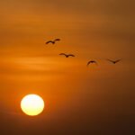 Kuşlar, İklim Değişikliğinin Isı Stresiyle Zannedilenden Daha İyi Başa Çıkıyor