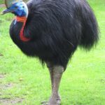 cassowary-245192_1920