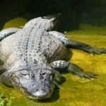 Yeni Araştırmaya Göre Sadece Kertenkelelerin Değil, Aligatorların da Kuyrukları Yeniden Çıkıyor