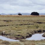 2 °C’lik Isınma, 230 Milyar Ton Karbonun Serbest Kalmasına Yol Açabilir