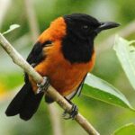 hooded-pitohui-e1439548579166