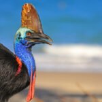 cassowary