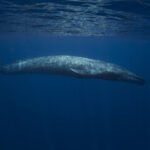 Balinalar, 40 Yılın Ardından Gezegenimizin Kutup Bölgelerine Geri Dönüyor