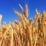 Yeni Buğday ve Arpa Genomları, Dünyadaki Açlığın Azalmasına Yardımcı Olacak