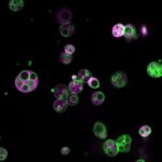 Bilim İnsanları, Bitki Hücrelerinde Gizlenmiş Beklenmedik Bir Yapı Keşfetti