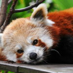 Pofuduk Katil: Kızıl Panda