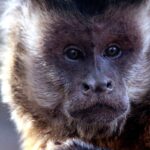 Maymunlar da İnsanlar Gibi Yatırım Yaptıkları Şeylerde Israr Ediyor