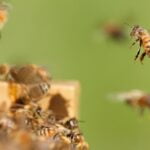 Bal Arıları, Parazitlerden Korunmak İçin Sosyal Mesafe Uyguluyor