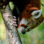 red_panda_claws_by_demonwarext_d6hn2qa-fullview