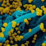 SARS-CoV-2 Evriminin Bir Yılı