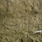 20 Milyon Yıllık Dev Kum Kurdu Fosili
