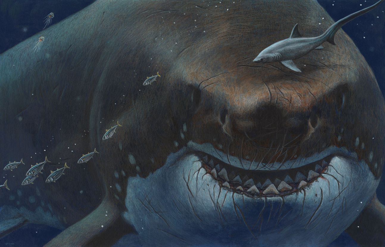 Megalodon Popular Science