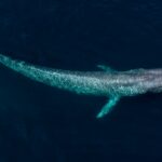 Mavi Balinaların Muazzam Boyutlarının Sırrı