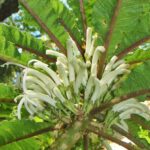 Hawaii’de Yeni Keşfedilen Çiçek, Türünün Yaşayan Tek Örneği
